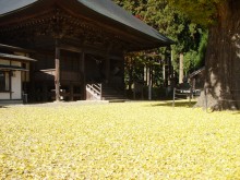 薬王寺薬師堂の大いちょう